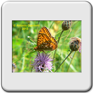 Argynnis paphia 