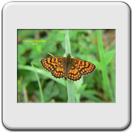 Melitaea didyma (m)