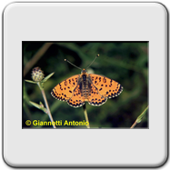 Melitaea didyma 