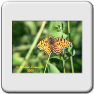 Melitaea didyma (f)