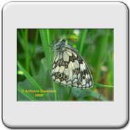 Coenonympha pamphilus 