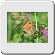 Coenonympha pamphilus 