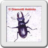 Lucanus cervus (maschio)