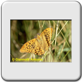 Argynnis paphia