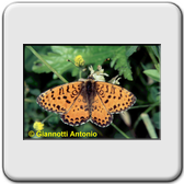 Melitaea didyma