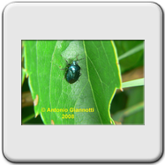 Pentatomidae - Zicrona coerulea