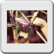 Pentatomidae - Dolycoris baccarum