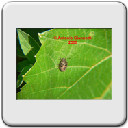 Pentatomidae - Dolycoris baccarum - larva