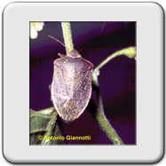 Pentatomidae - Nezara viridula