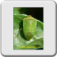 Pentatomidae - Nezara viridula f. torquata