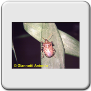 Pentatomidae - Picromerus (bidens)