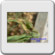 Pentatomidae - Palomena prasina