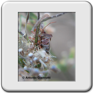 Pentatomidae - Pentatoma rufipes