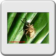 Pentatomidae - Rhaphigaster nebulosa