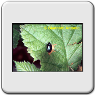 Pentatomidae - Zicrona coerulea