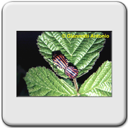 Pentatomidae - Graphosoma italicum