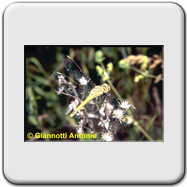 Libellulidae - Sympetrum fonscolombei