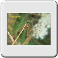 Libellulidae - Sympetrum fonscolombei (f)