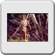 Libellulidae - Sympetrum meridionale