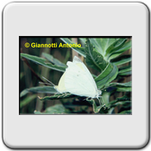 Pieris rapae (accoppiamento)