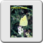 Colias (alfacariensis)