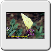 Colias (alfacariensis)