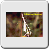 (Crambus perlellus)