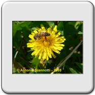 Apidae - Apis mellifera