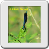 Calopteryx virgo