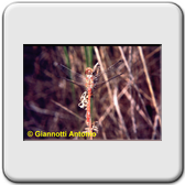 Sympetrum meridionale