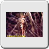 Sympetrum meridionale