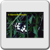 Melanargia galathea